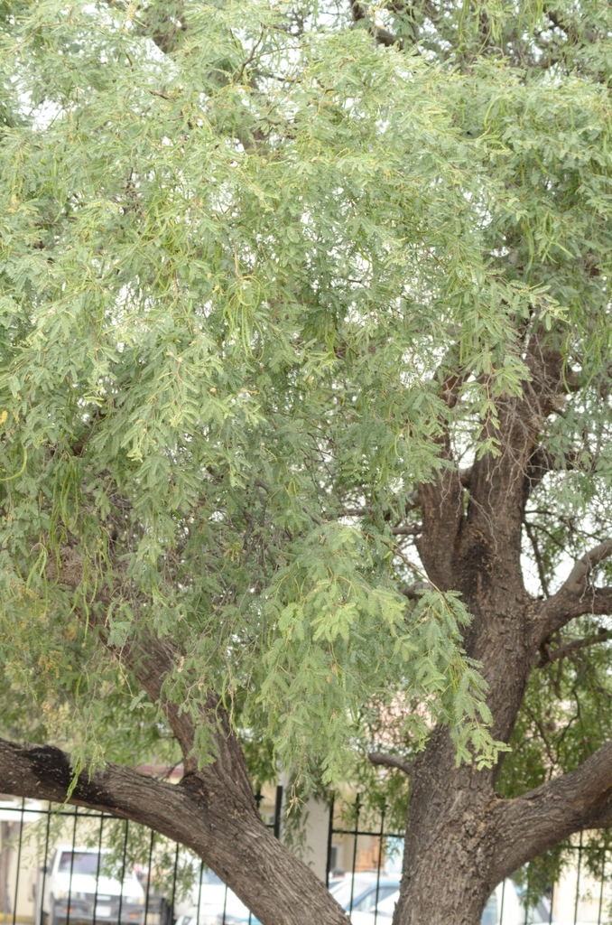 Prosopis laevigata (Humb. & Bonpl. ex Willd.) M.C.Johnst.