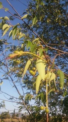 Prunus serotina