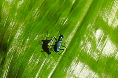 Cicindelina