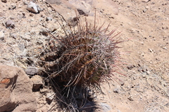 Ferocactus emoryi rectispinus