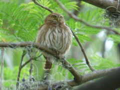 Glaucidium brasilianum