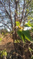Prunus serotina