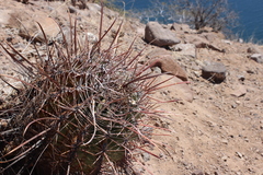 Ferocactus emoryi rectispinus