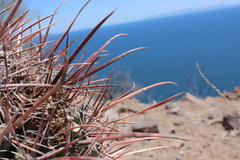 Ferocactus emoryi rectispinus