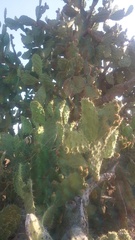 Opuntia