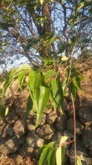 Prunus serotina