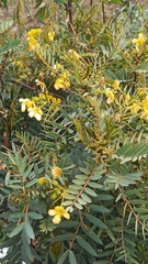 Senna birostris