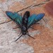 Blue Flower Wasp - Photo (c) lilcadybug, some rights reserved (CC BY-NC), uploaded by lilcadybug
