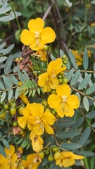 Senna birostris