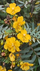 Senna birostris