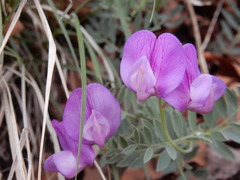 Lathyrus brachycalyx