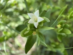 Spigelia hedyotidea