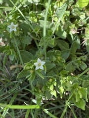 Spigelia hedyotidea
