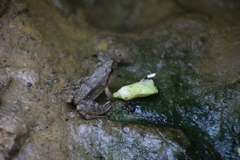 Leptodactylus petersii