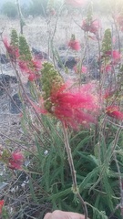 Calliandra houstoniana anomala