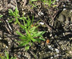 Pseudomethoca paludata