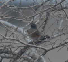 Turdus obscurus