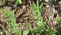 Pseudomethoca paludata