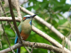 Eumomota superciliosa