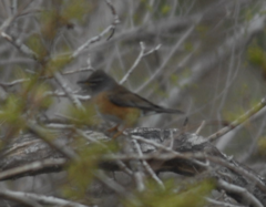 Turdus obscurus
