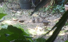 Haemorhous mexicanus