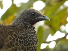 Colombian Chachalaca photo 2