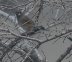 Turdus obscurus