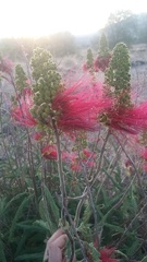 Calliandra houstoniana anomala