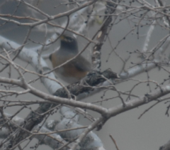 Turdus obscurus