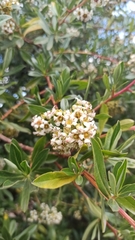 Escallonia resinosa