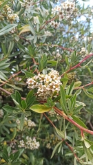 Escallonia resinosa