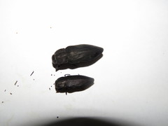 Merimna atrata