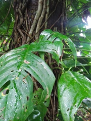Epipremnum