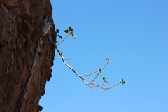 Ficus petiolaris palmeri