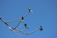 Ficus petiolaris palmeri