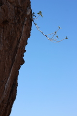 Ficus petiolaris palmeri