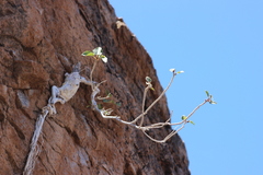 Ficus petiolaris palmeri