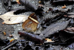 Xanthotaenia busiris