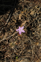 Pseuderanthemum praecox