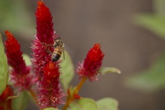Apis mellifera