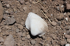 Anadara brasiliana