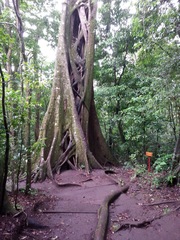 Image of Ficus costaricana