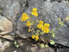 Erythranthe microphylla