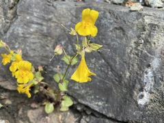 Erythranthe microphylla