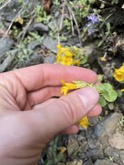 Erythranthe microphylla