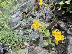 Erythranthe microphylla