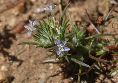 Eriastrum filifolium