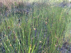Schoenoplectus americanus