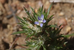 Eriastrum filifolium