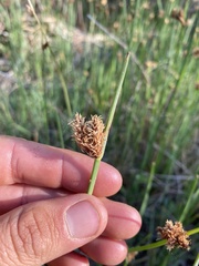 Schoenoplectus americanus